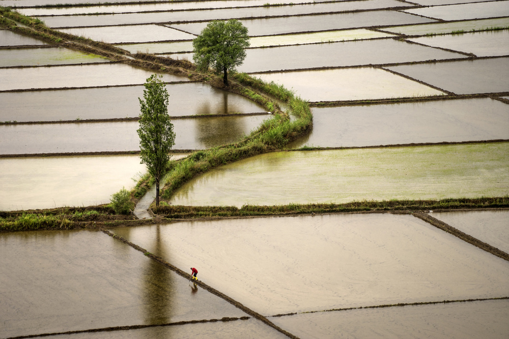 ricefield von Fatma Demir