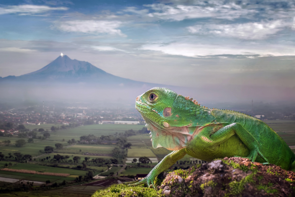 From A Distance von Fauzan Maududdin