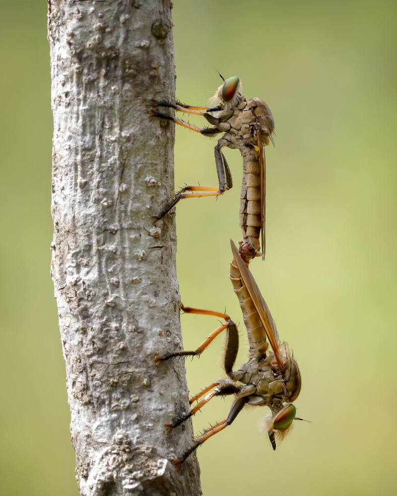 Bounded Asilidae von Fauzan Maududdin