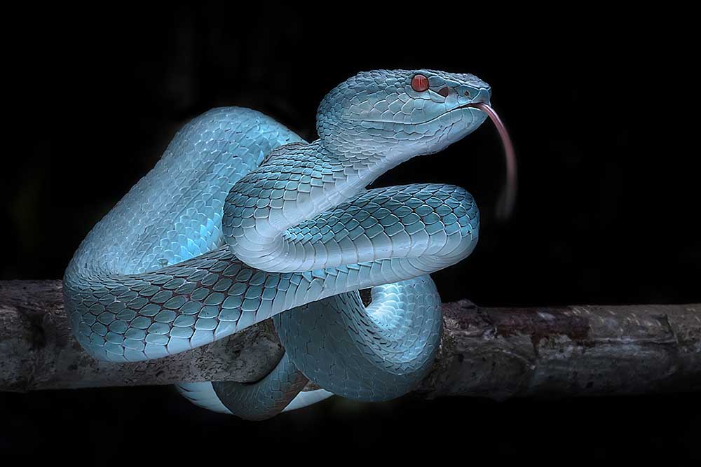 Blaue Viper von Fauzan Maududdin