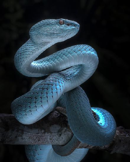 Blue Viper Full Awareness