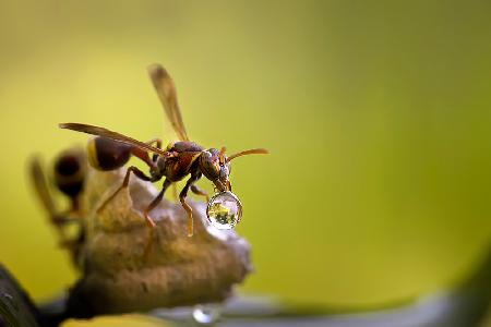 Bubbling Bee