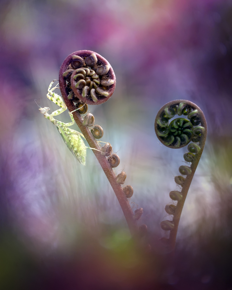 Flower Mantis in Lollipop Land von Fauzan Maududdin