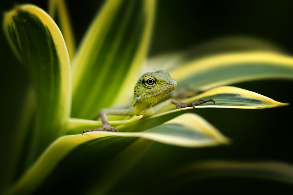 Bunglon - Little Green Lizard von Fauzan Maududdin