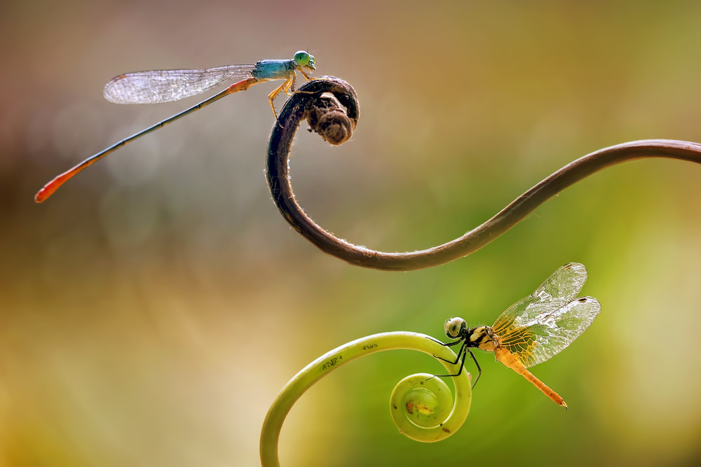 Damselfly - Little Dragonfly von Fauzan Maududdin