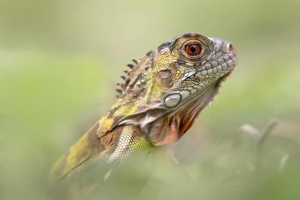 The Sneaking Head of Iguana von Fauzan Maududdin