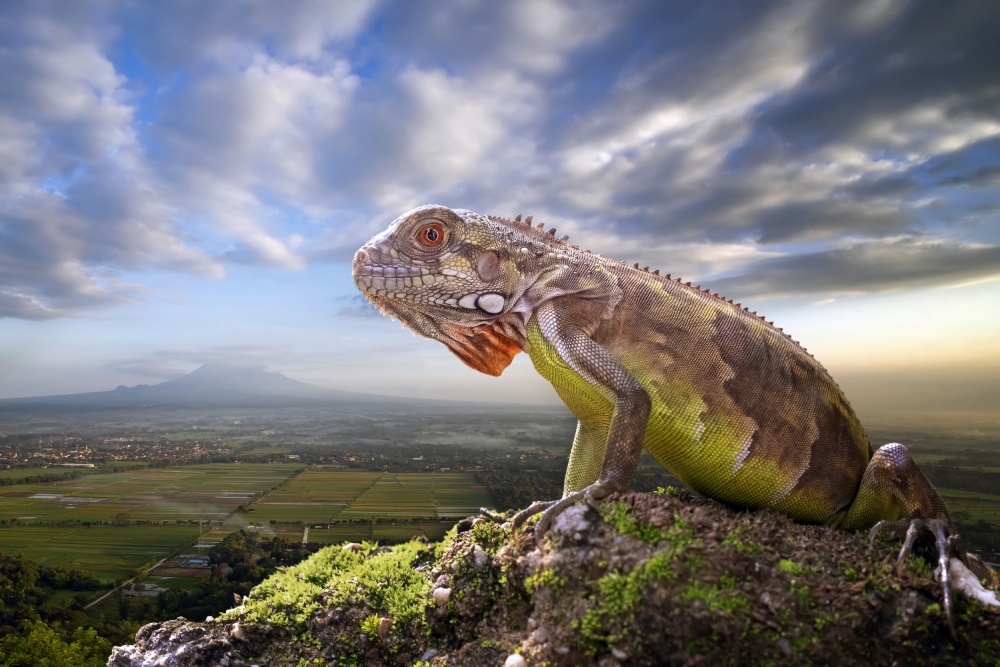 The Guardian Dragon von Fauzan Maududdin