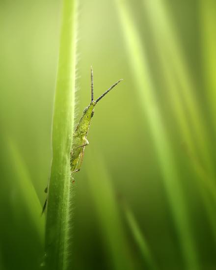 The Smiling Grasshopper