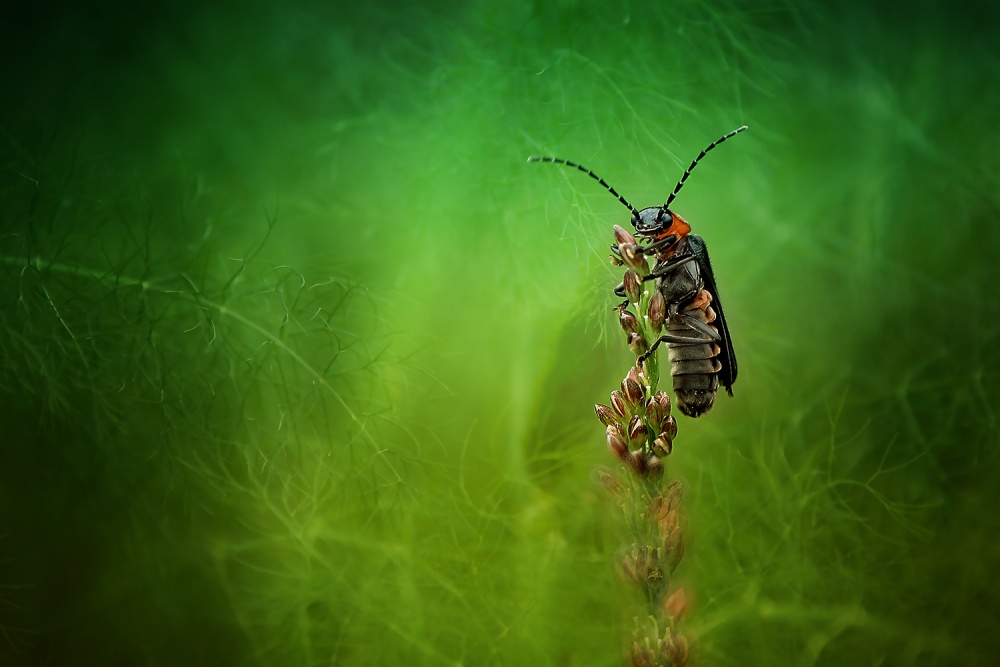 The Peak von Fauzan Maududdin