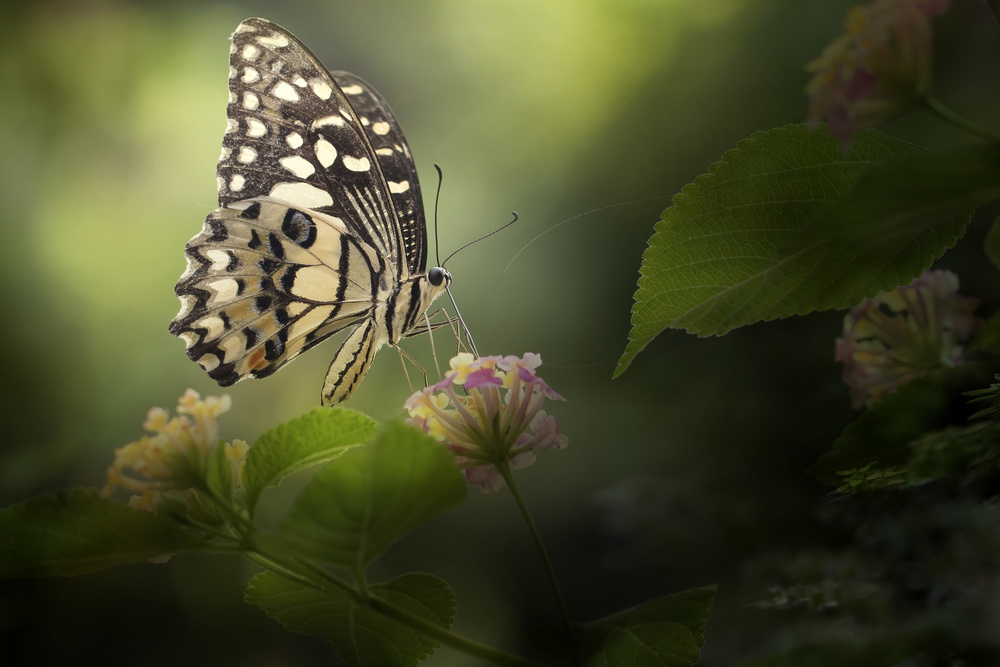 Painted Lady Butterfly On Beautiful Scene von Fauzan Maududdin