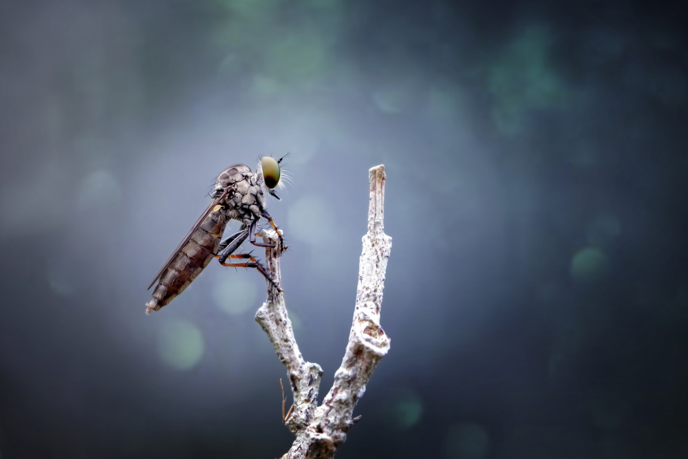 Lonely Mini Asilidae von Fauzan Maududdin