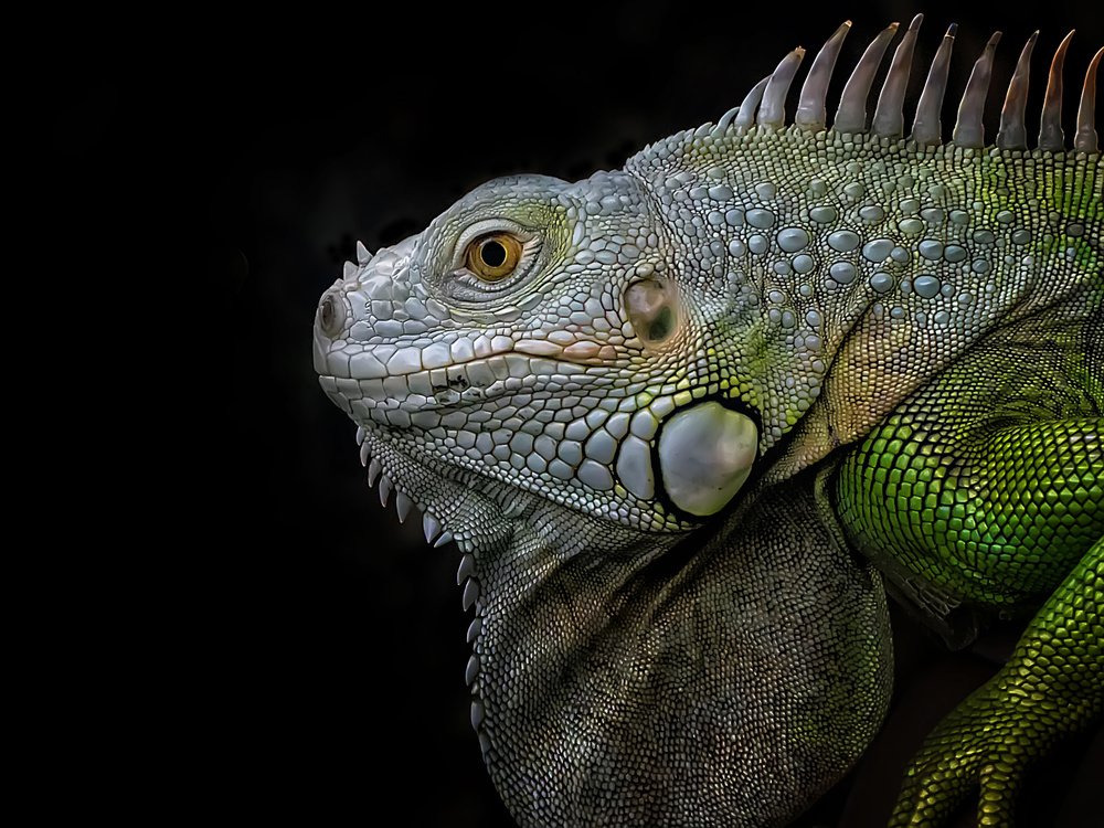 Exotic Green Iguana von Fauzan Maududdin