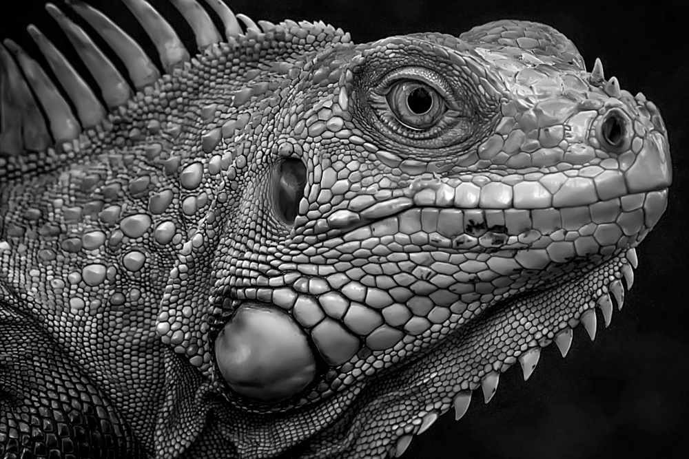 Firm Look of Iguana von Fauzan Maududdin