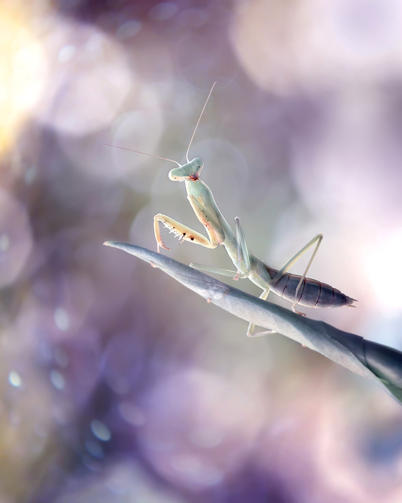 Mantis in Wonderland von Fauzan Maududdin