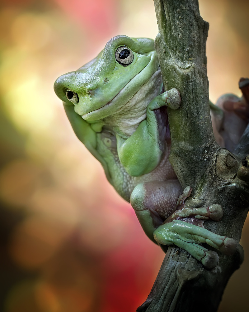 Big Fat Cute Tree Frog von Fauzan Maududdin