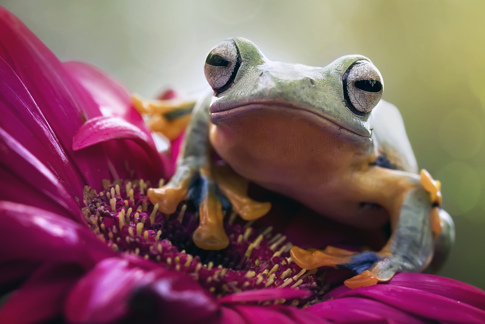 Green On Purple von Fauzan Maududdin