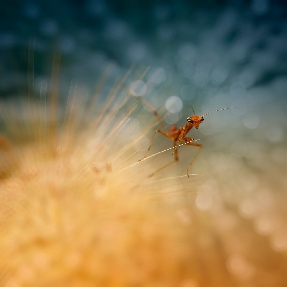 Sneaking Around von Fauzan Maududdin