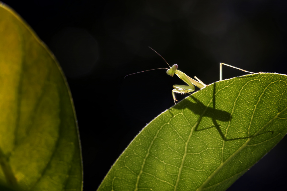 Little Praying Mantis von Fauzan Maududdin