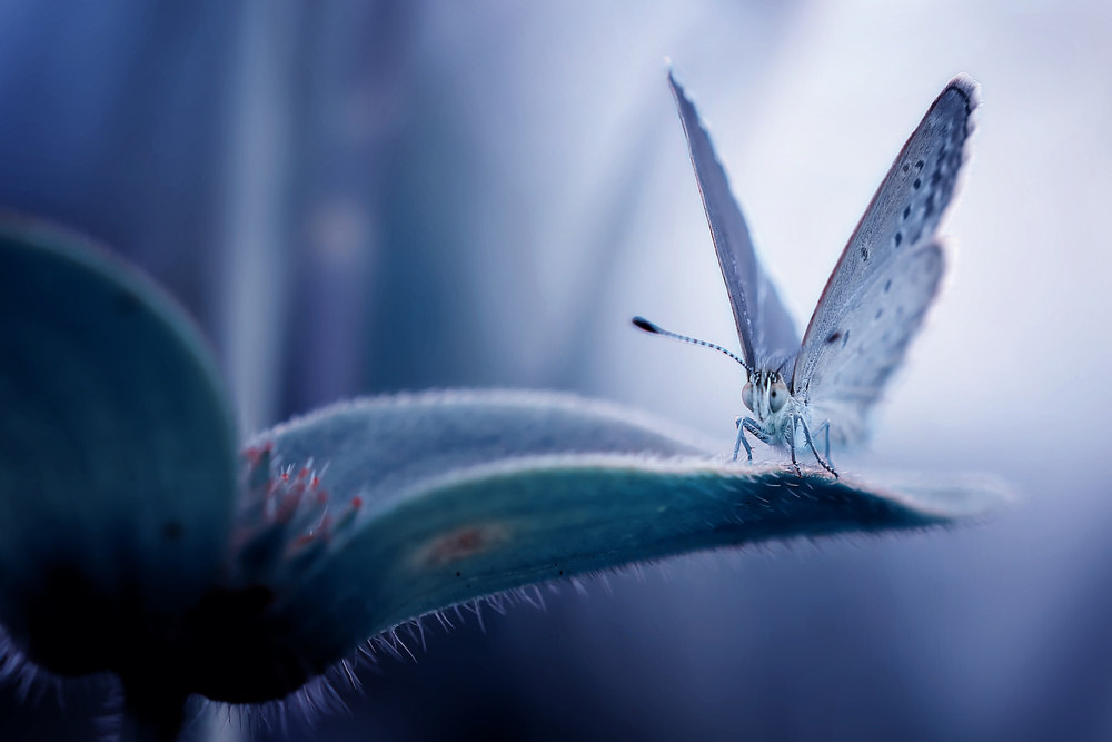 Little White Bog Copper von Fauzan Maududdin