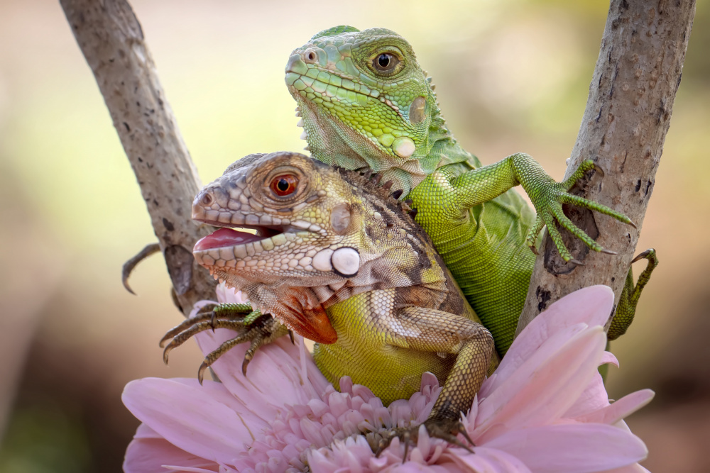 Fun Time Iguana von Fauzan Maududdin