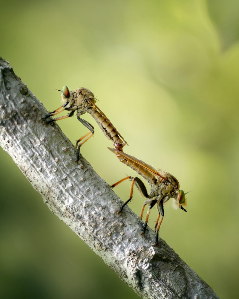 Mating Robberfly von Fauzan Maududdin