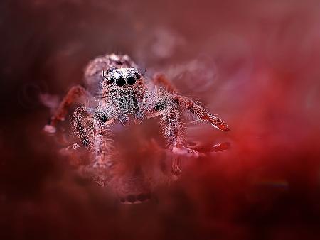 Red Spider