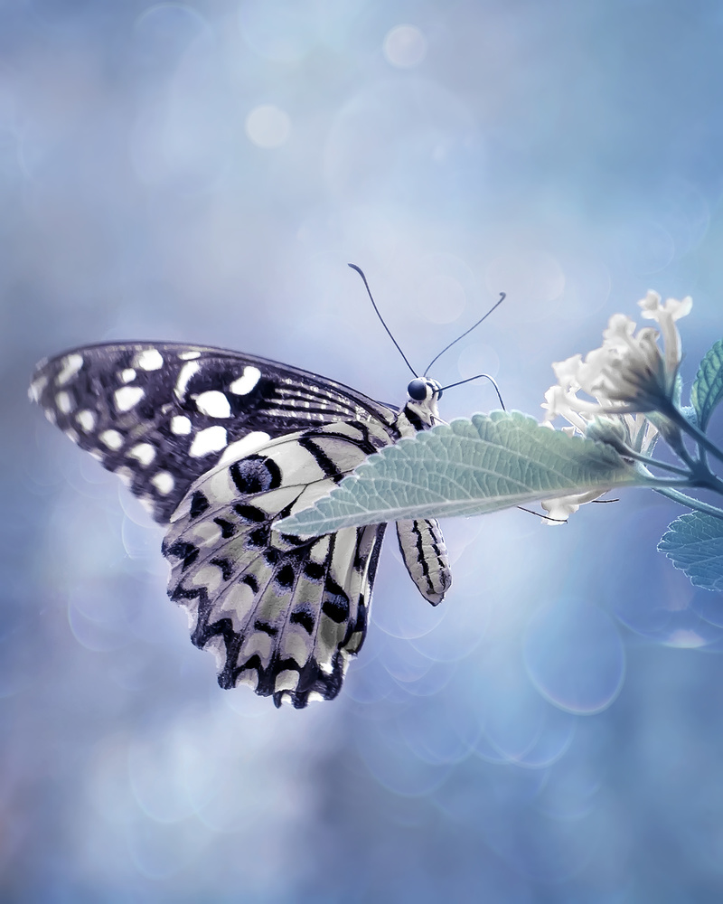 Butterfly in Softly Blue von Fauzan Maududdin