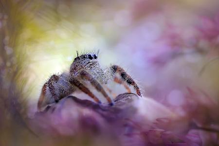 Spider On Pouring Colors