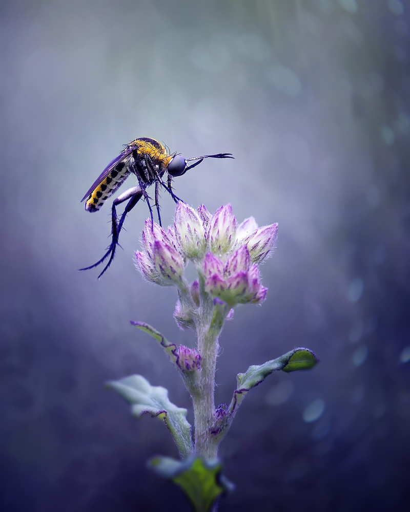 Dancing Toxophora von Fauzan Maududdin