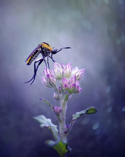 Dancing Toxophora