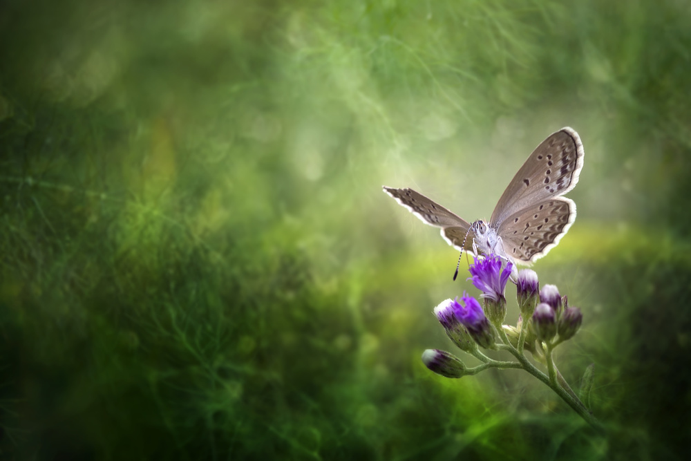 Hidden Beauty von Fauzan Maududdin