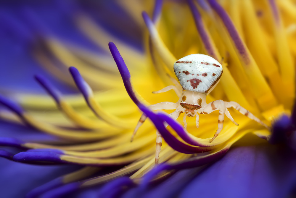 White Crab Spider von Fauzan Maududdin