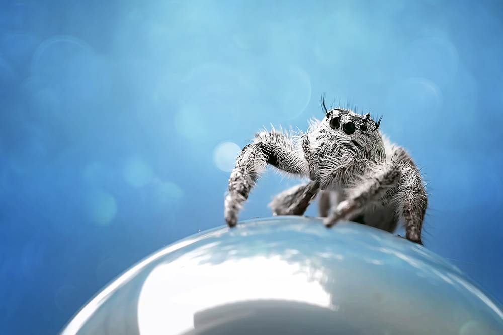 White Phidippus von Fauzan Maududdin