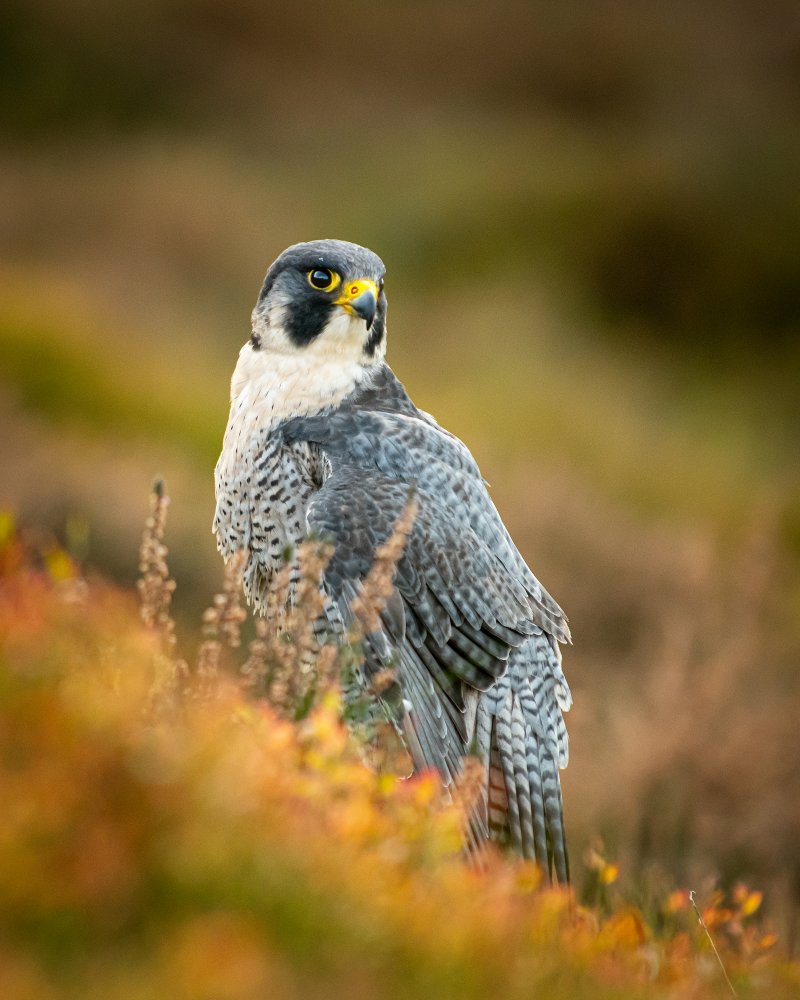 Peregrine in Heather von FeargalQ