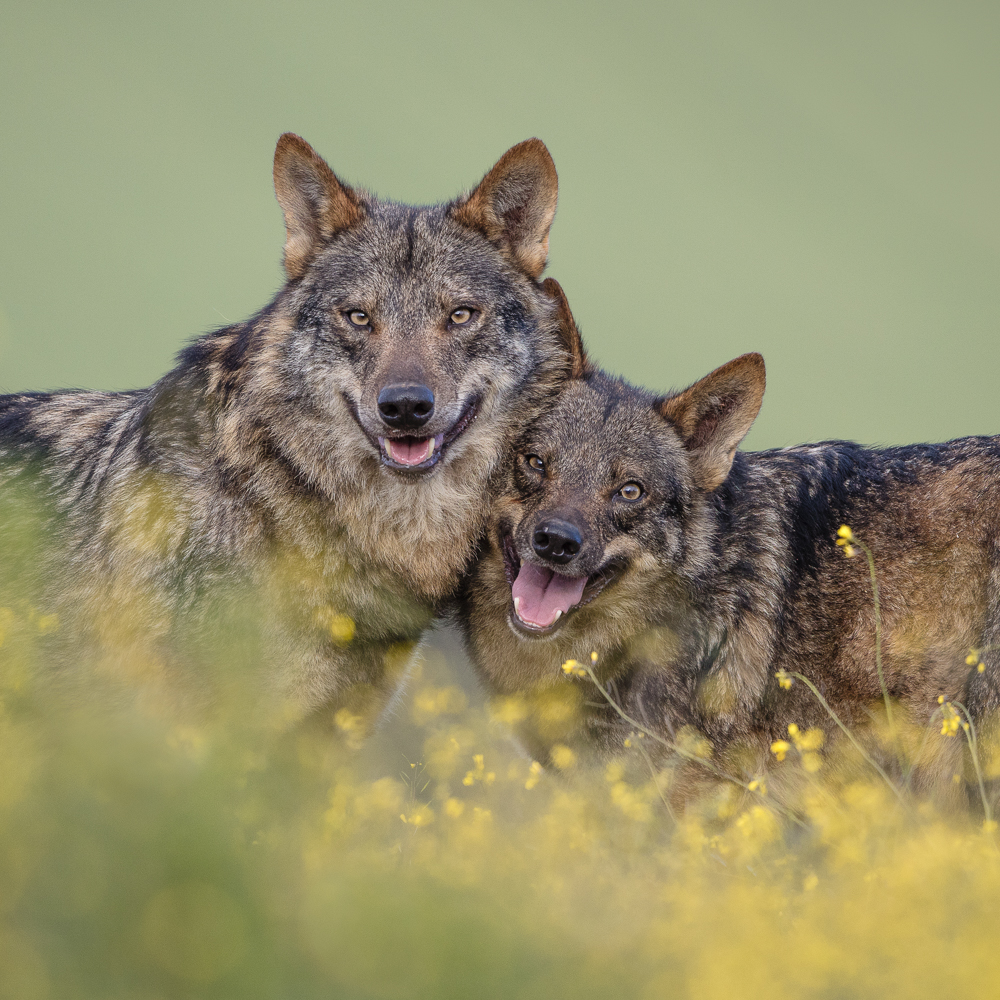 Family Portrait von Fegari