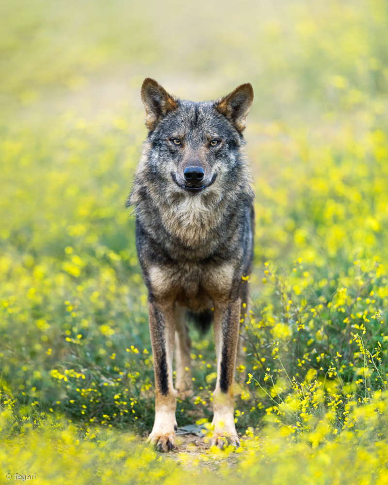 Iberian Wolf von Fegari