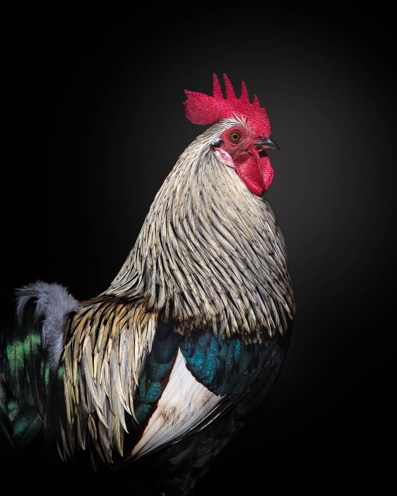 Le Coq von Fegari