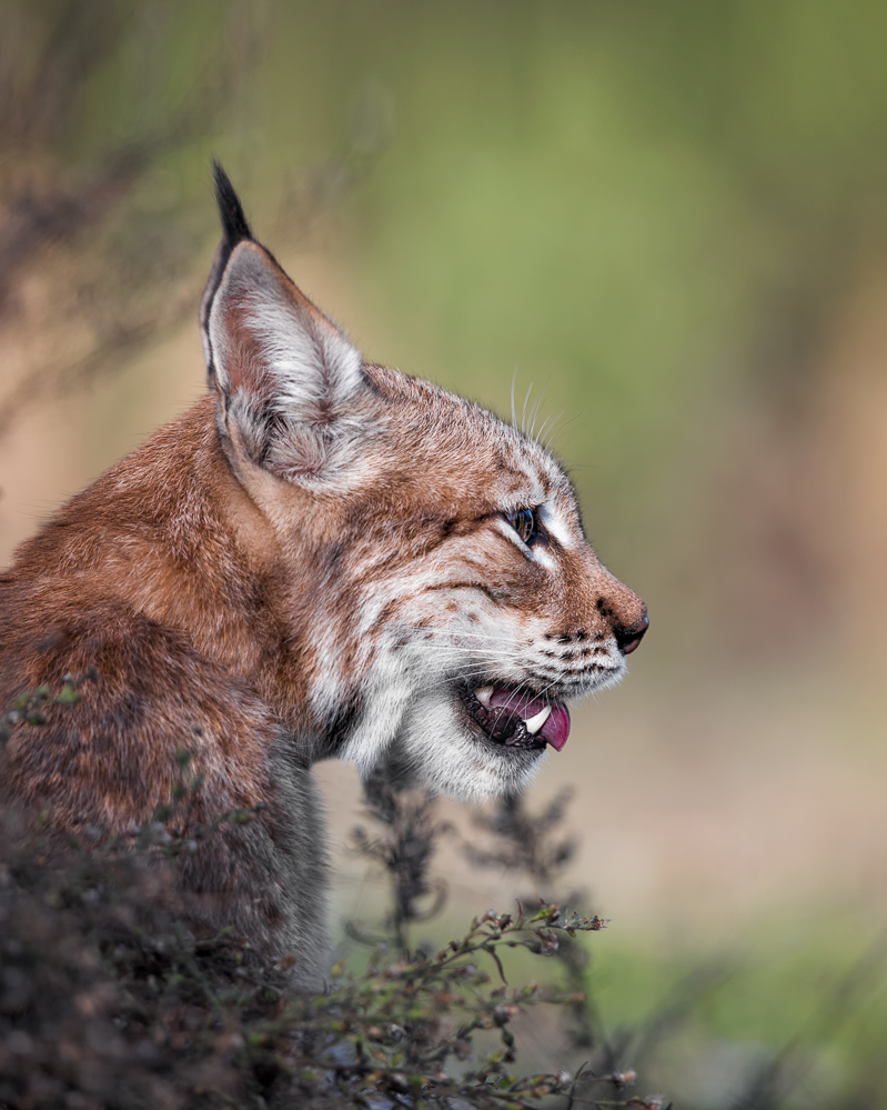 Lynx von Fegari