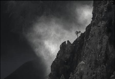 Mountain, Fog and the Tree