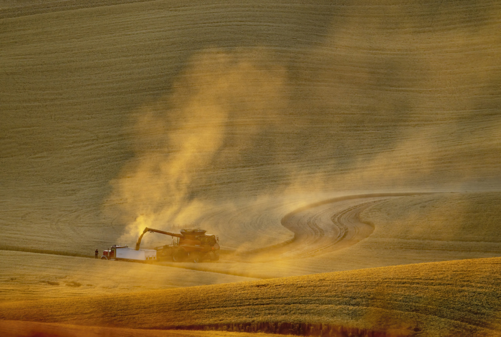 Harvesting Season von Feng Qin