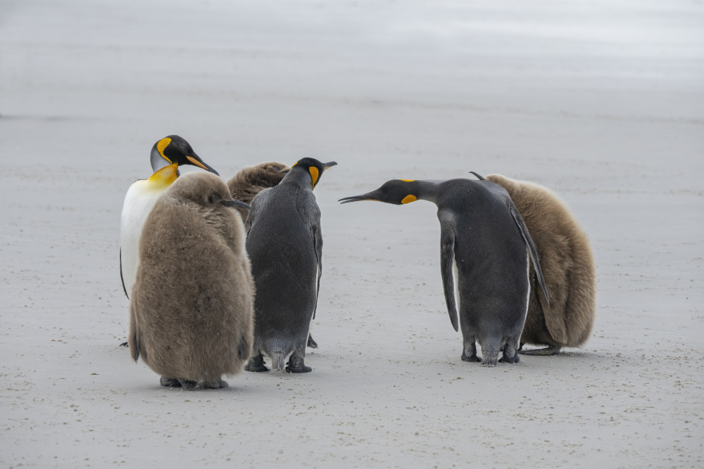 Greetings Among Penguins von Feng Qin