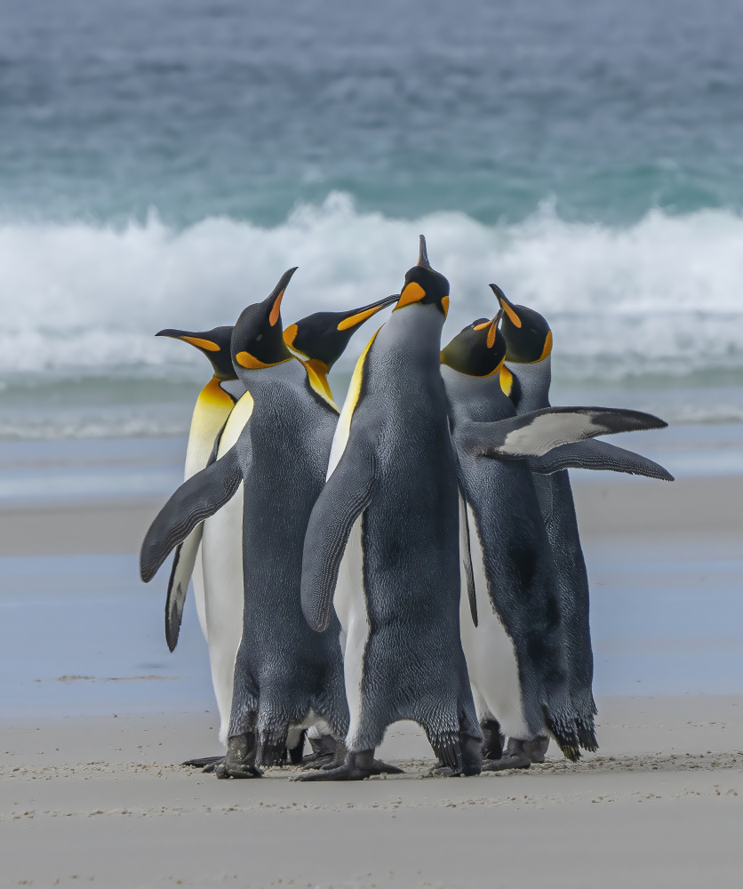 Penguins‘ Group Dancing von Feng Qin