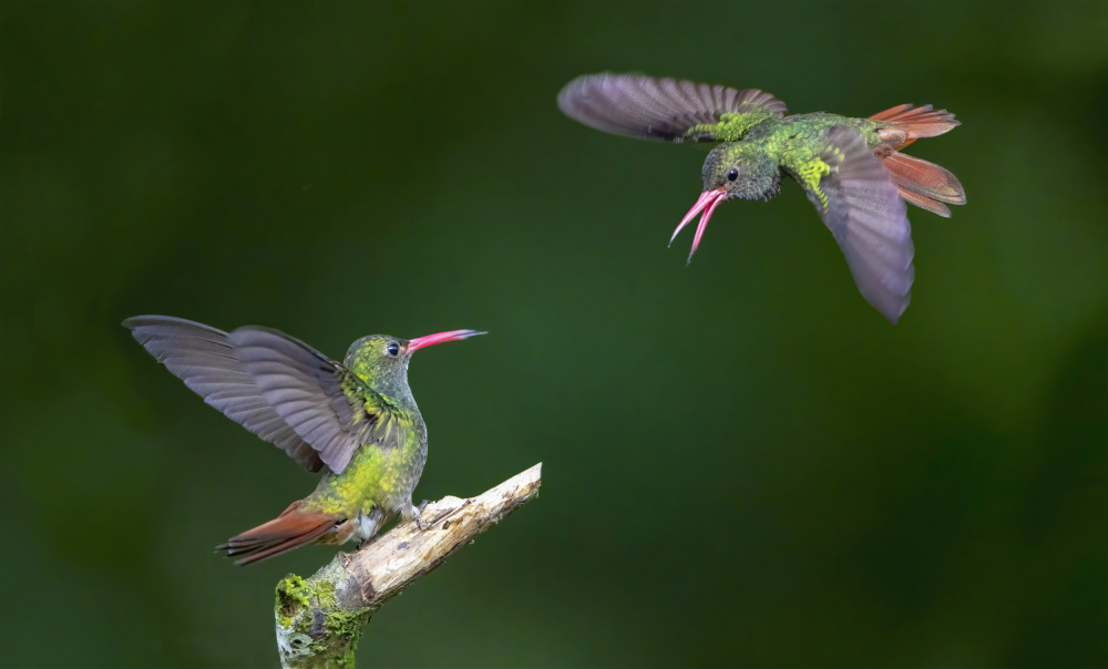 Hummingbirds von Feng Qin