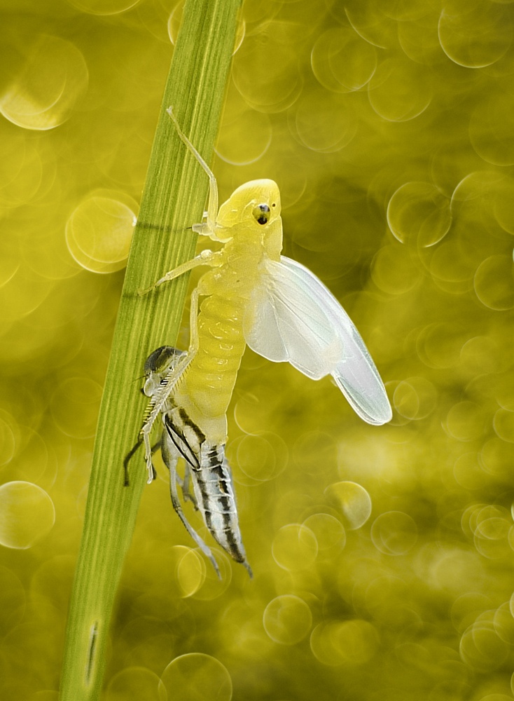 Yellow life von Ferdinando Valverde