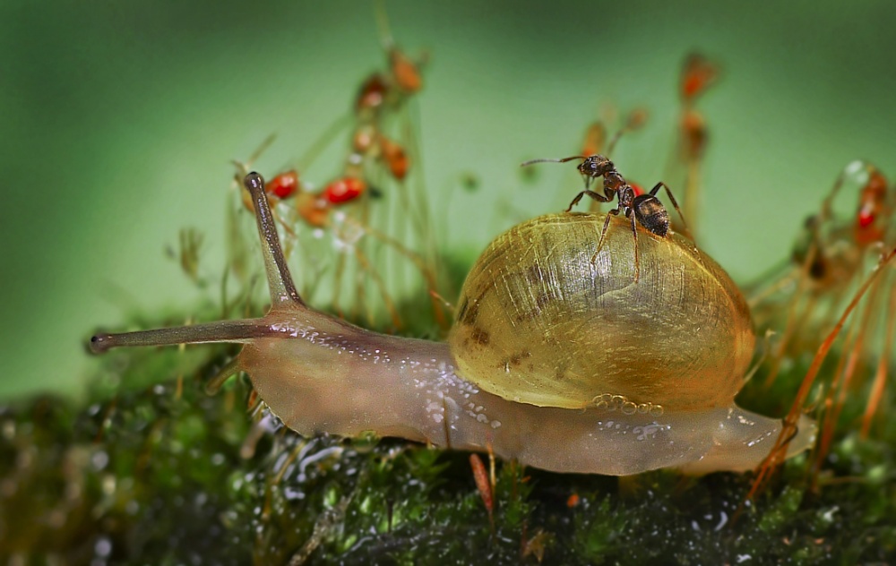 Slow transport von Ferdinando Valverde