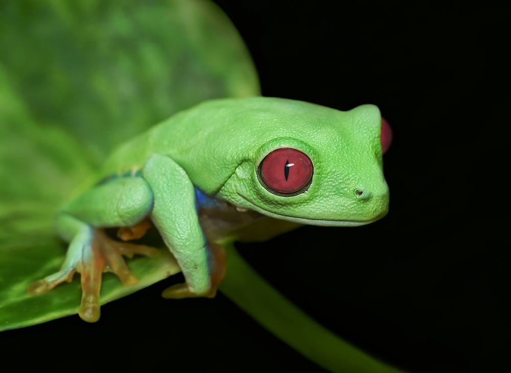 Red eye frog von Ferdinando Valverde