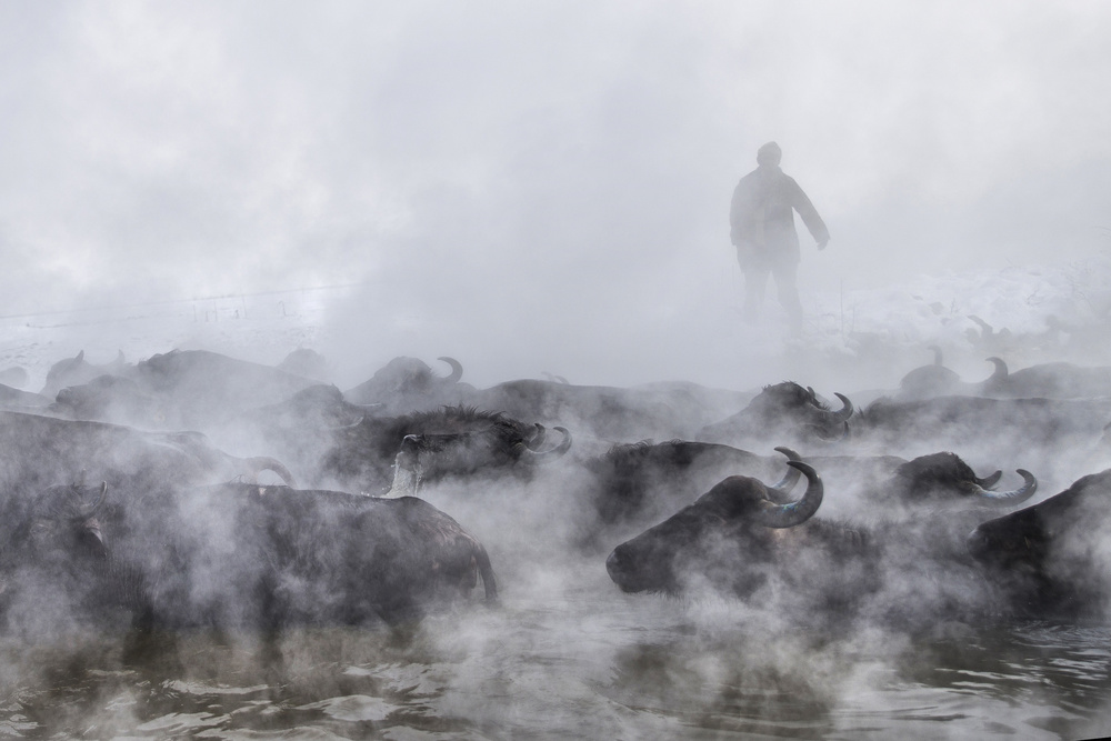 Wild Life von Ferhat Gursu