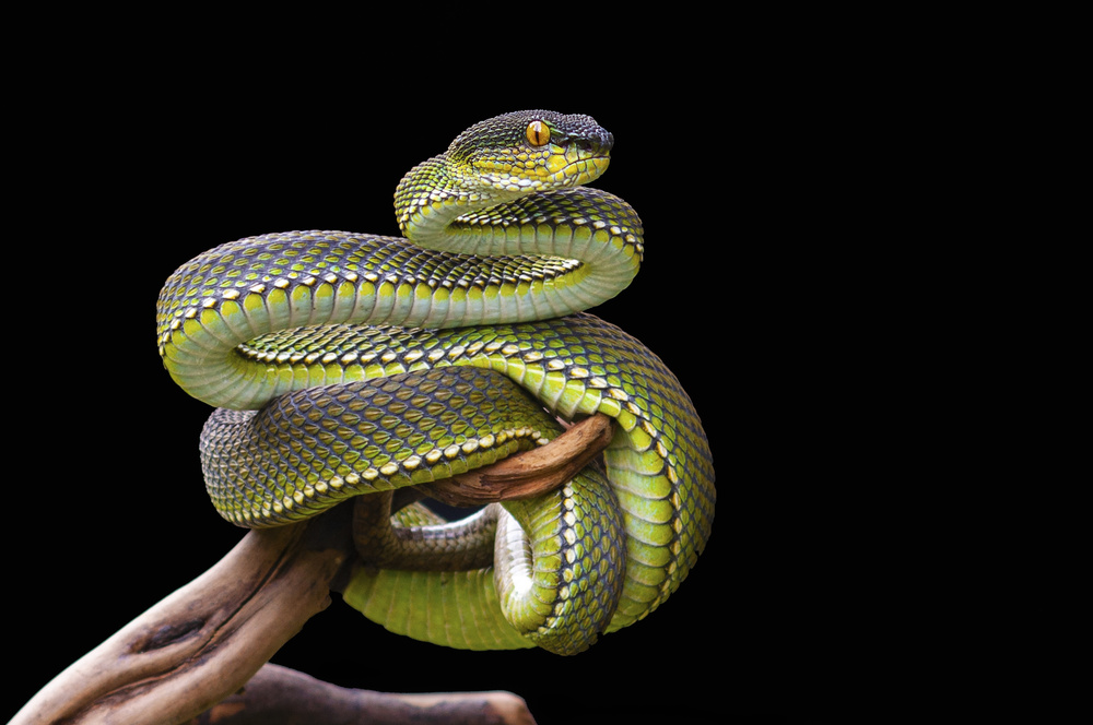 White lipped Viper in pose von Fernandha Theori