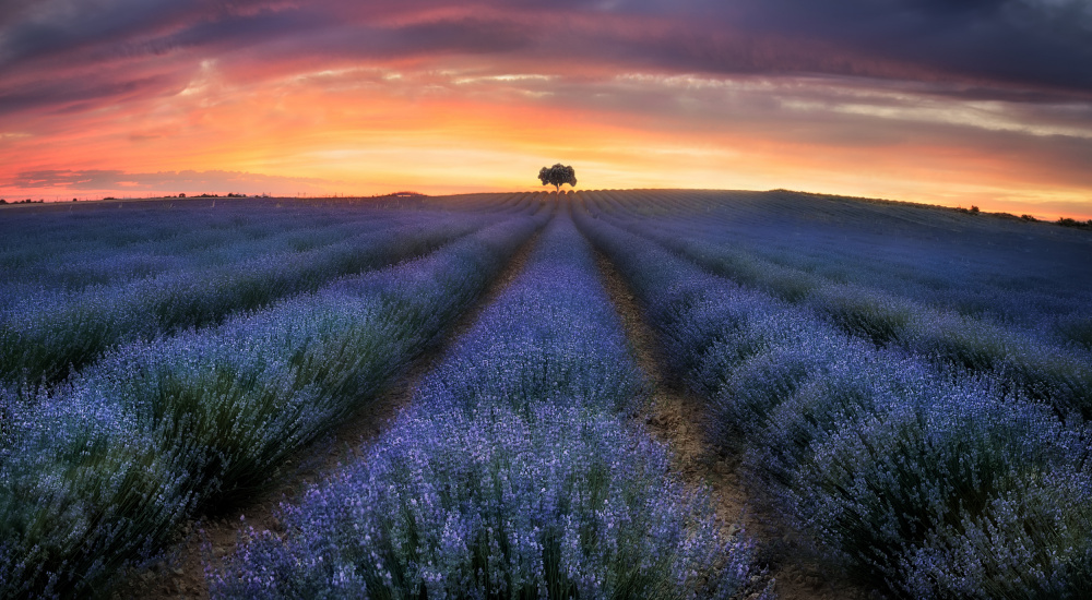 Loneliness von Fernando Molina