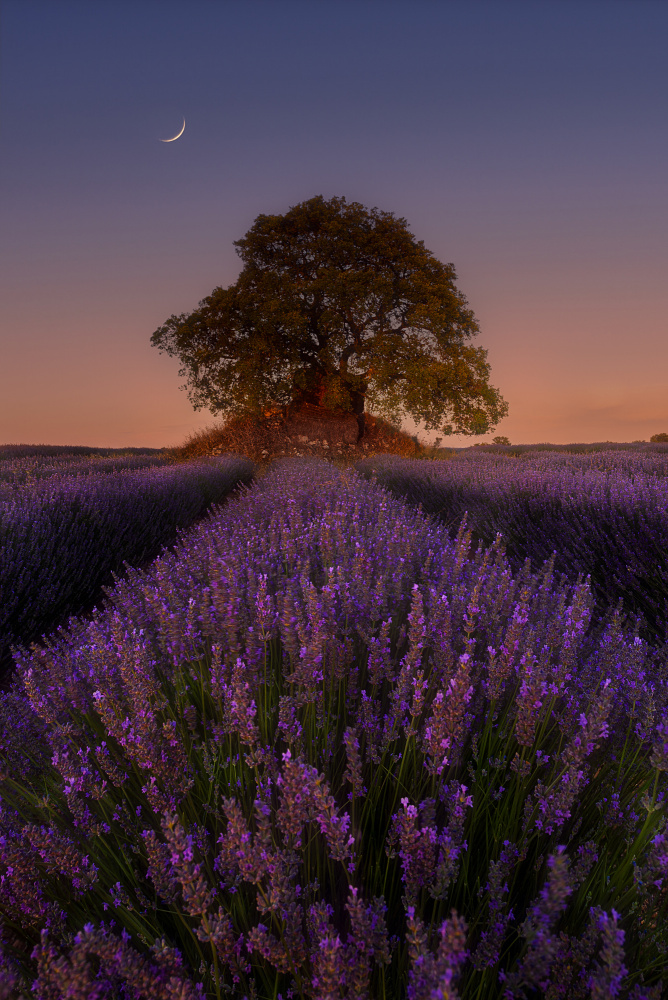 Lavender and Moon von Fernando Molina